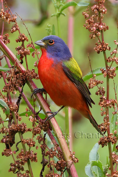 Painted Bunting © Russ Chantler